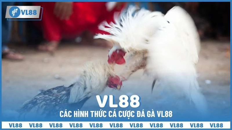 Các hình thức cá cược đá gà VL88