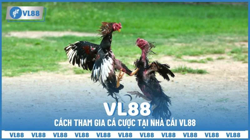 Cách tham gia cá cược tại nhà cái VL88