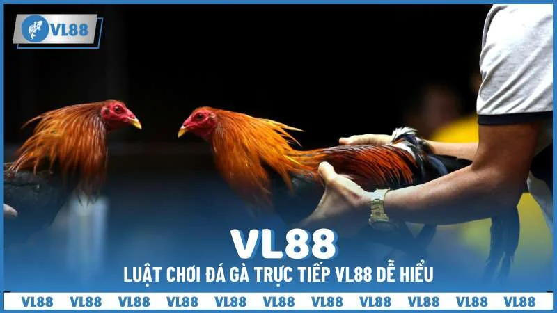 Luật chơi đá gà trực tiếp VL88 dễ hiểu